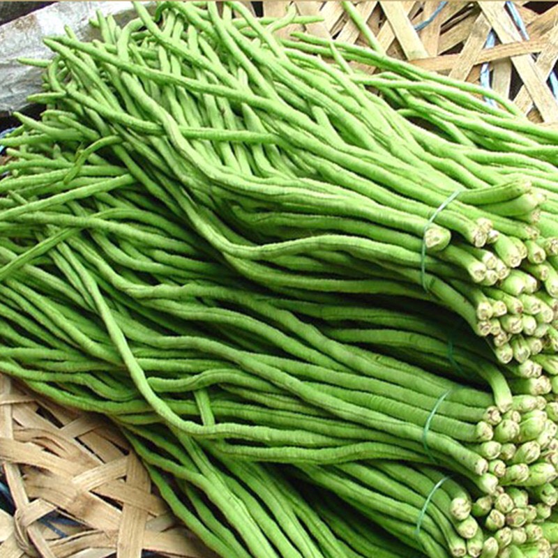 Giống đậu đũa 10g
