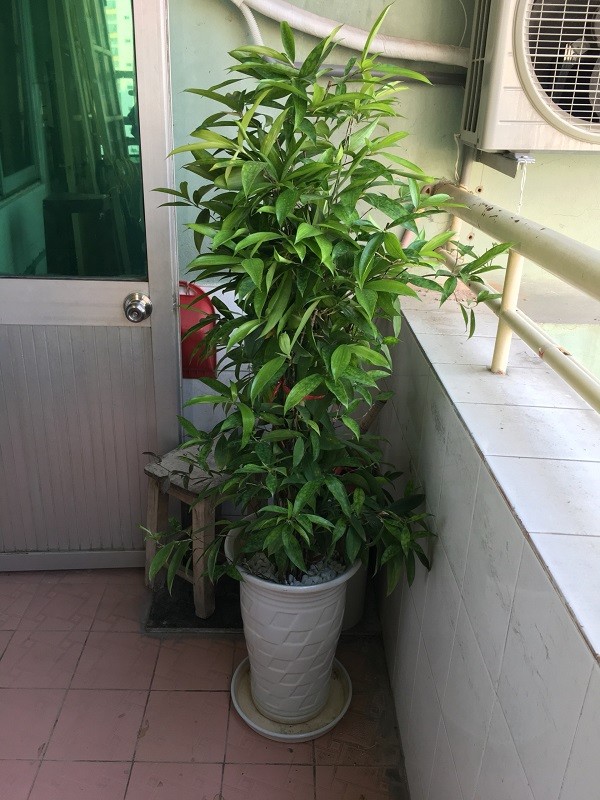 CHẬU CÂY TRÚC NHẬT CAO 1M -LOÀI CÂY LỌC KHÔNG KHÍ,VƯỢNG PHONG THỦY CHO GIA CHỦ