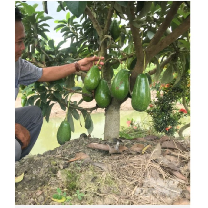 Cây giống bơ sáp lùn thanh sơn