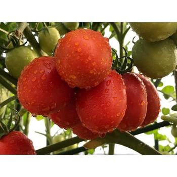 Hạt giống cà chua qủa to ấn độ trồng quanh năm - 0.2gr