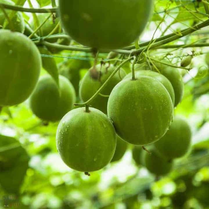Cây giống la hán quả