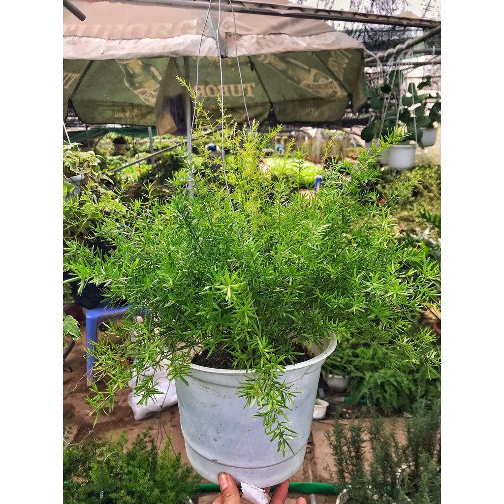Cây thiên môn đông chậu treo cao 25cm,cây xanh tươi quanh năm, trồng treo ban công và để bàn