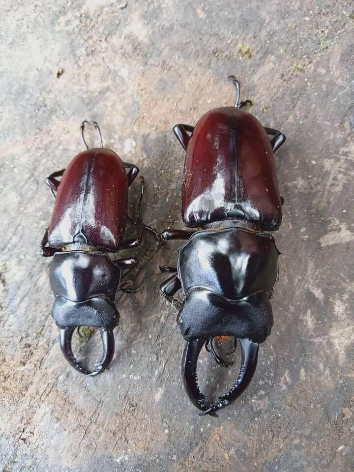 Bọ cánh cứng Kiến vương, tê giá.c, bọ 2 sừng, 3 sừng, 5 sừng