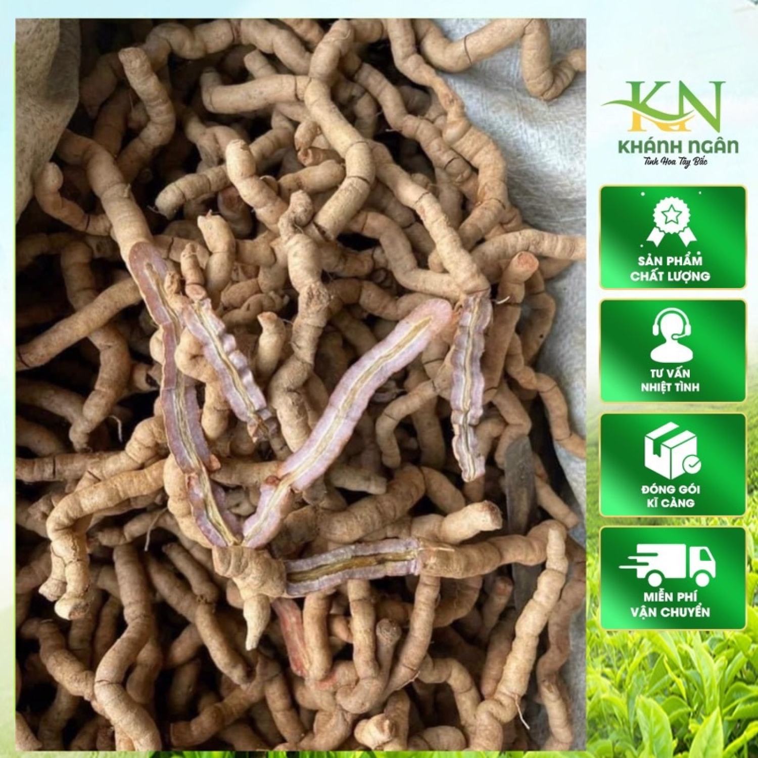 Ba kích tím tươi Quảng Ninh 1kg ngâm rượu, ba kích rừng vùng núi cao Tây Bắc giúp bổ thận tráng dương tăng cường sinh lý