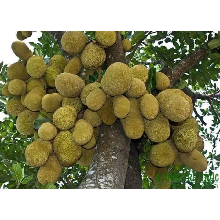 Cây giống mít dai mật ống