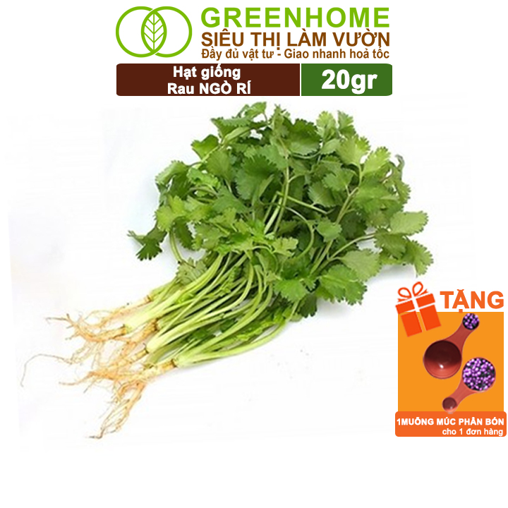 Hạt giống ngò rí greenhome, gói 20gr, dễ trồng quanh năm, nảy mầm cao, thu hoạch nhanh, năng suất cao g03