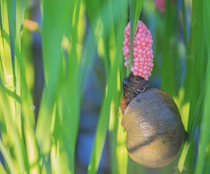 Diệt ốc Thái Lan, Nikco Green, hàng nhập nguyên tem, dạng bột phun xịt, diệt các loại diệt ốc sên và trứng, hũ 250g0g