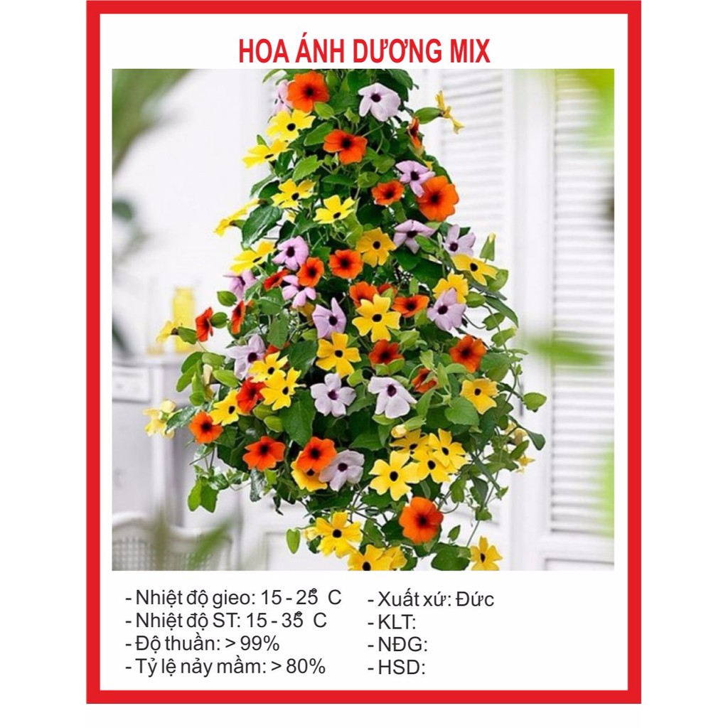 Hạt giống hoa Ánh Dương 4 Hạt