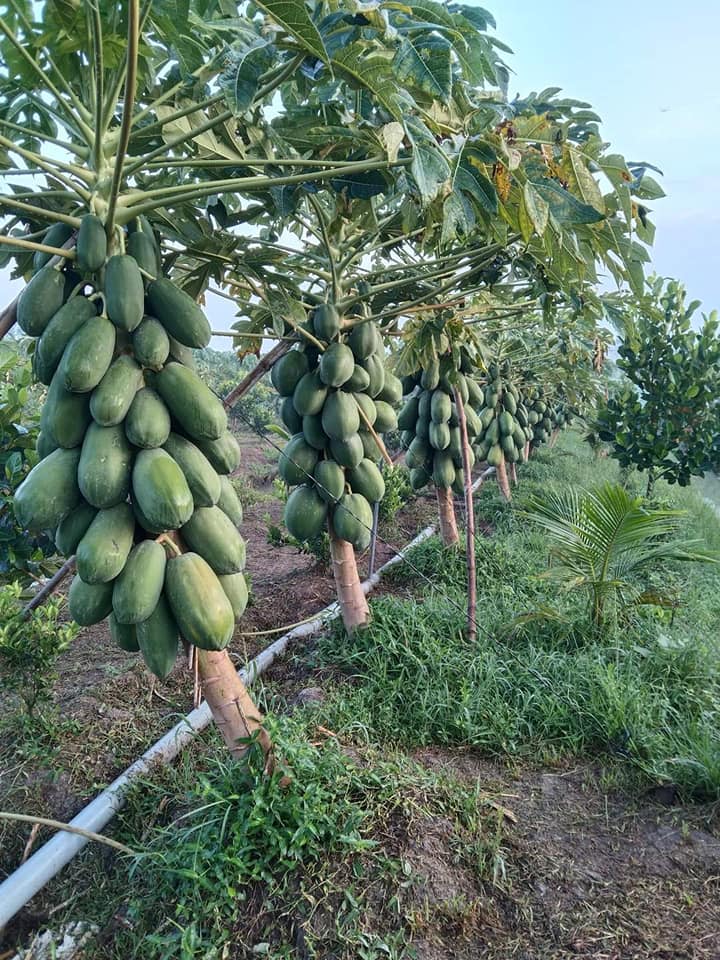 Hạt Giống Đu Đủ Long An Gói 10 Hạt - Đu Đủ Ruột Vàng