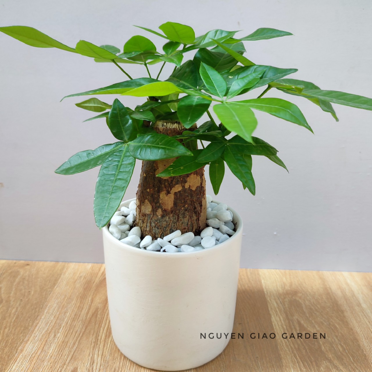 Cây kim ngân chậu sứ trụ trắng để bàn