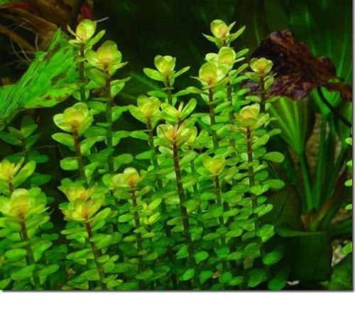 10 nhánh Vảy Ốc Đỏ lá cạn - Cây Thủy Sinh lá nước - Dễ trồng không cần CO2 - Mộc Nhân Farm