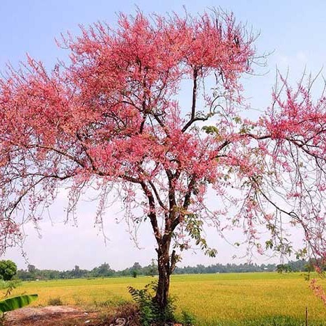 15 hạt giống cây hoa ô môi, ra bông rất đẹp