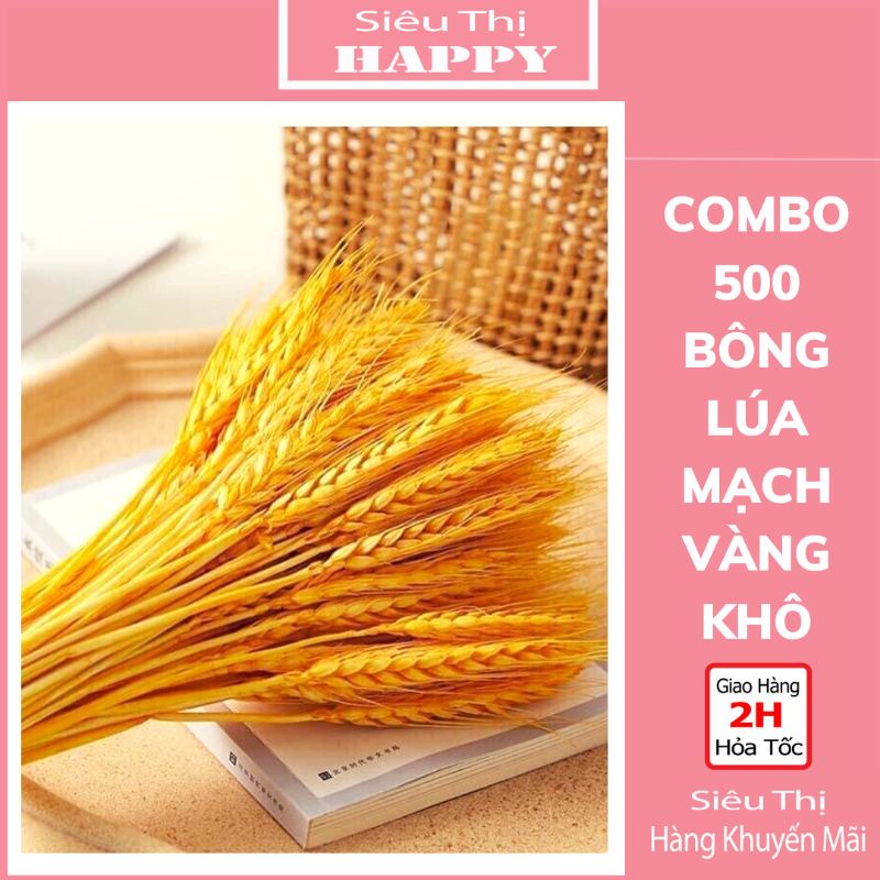 Combo 500 Bông lúa mạch vàng tài lộc trang trí nhà cửa.