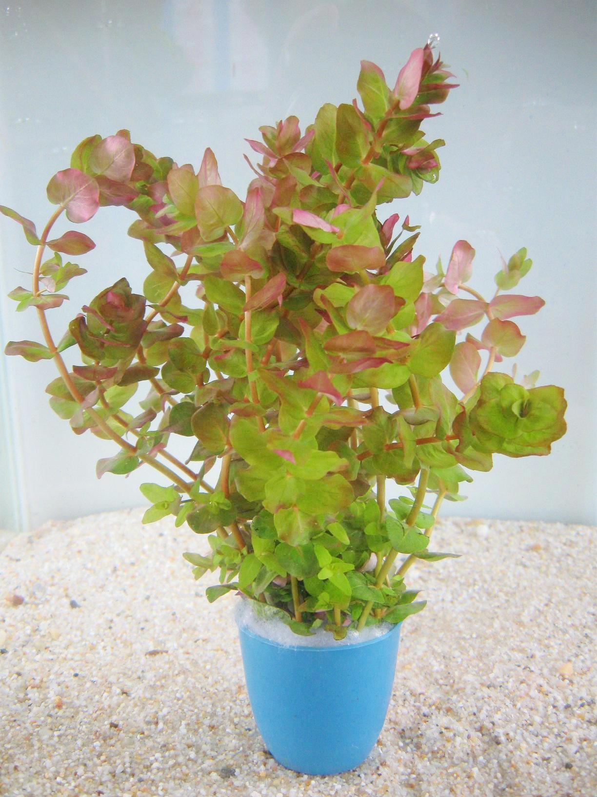 Thanh hồ điệp.thuỷ sinh (17 nhánh)