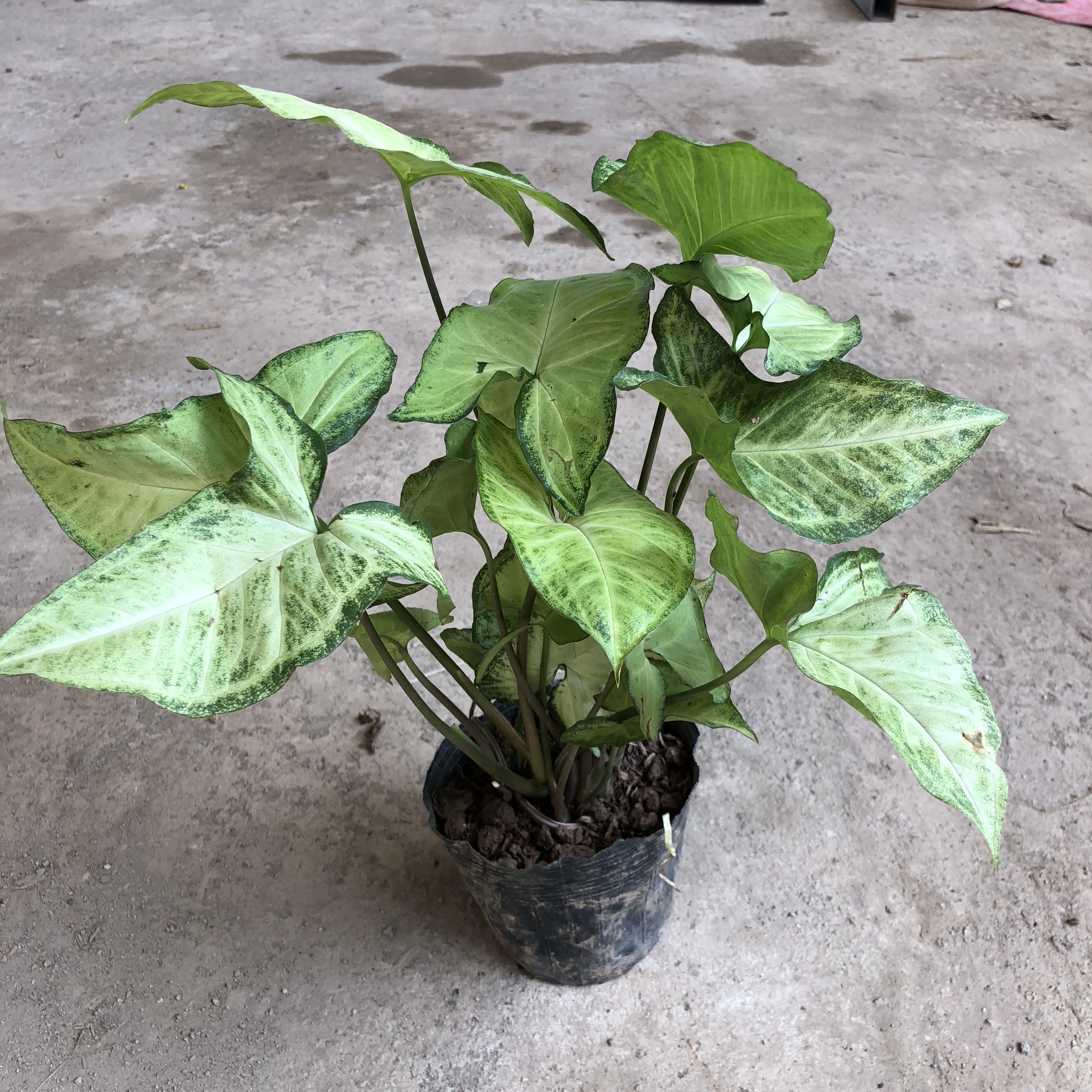 Cây muống nhật trồng bịch cao 25-30cm xanh đẹp thích hợp để bàn trang trí nội thất tiểu cảnh