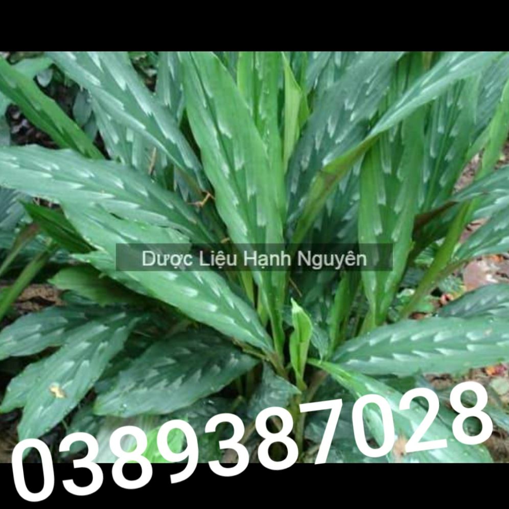 cây ngải hắc hổ,(ngải hổ)