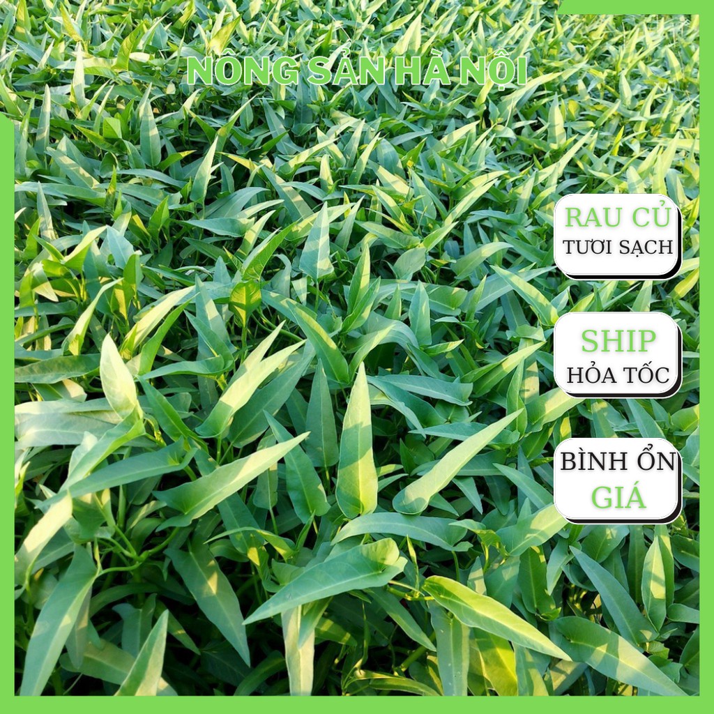 Rau Muống Tươi Sạch Rau Sạch Trồng Tại Vườn