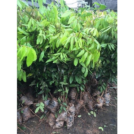 Cây Nhãn Hạt Lép Thái Lan F1 giống chuẩn