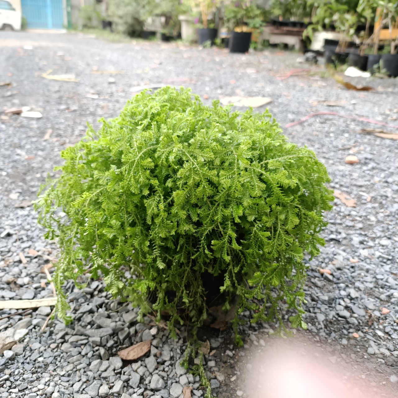 Rêu vỏ sò trang trí cho chậu bonsai tiểu cảnh