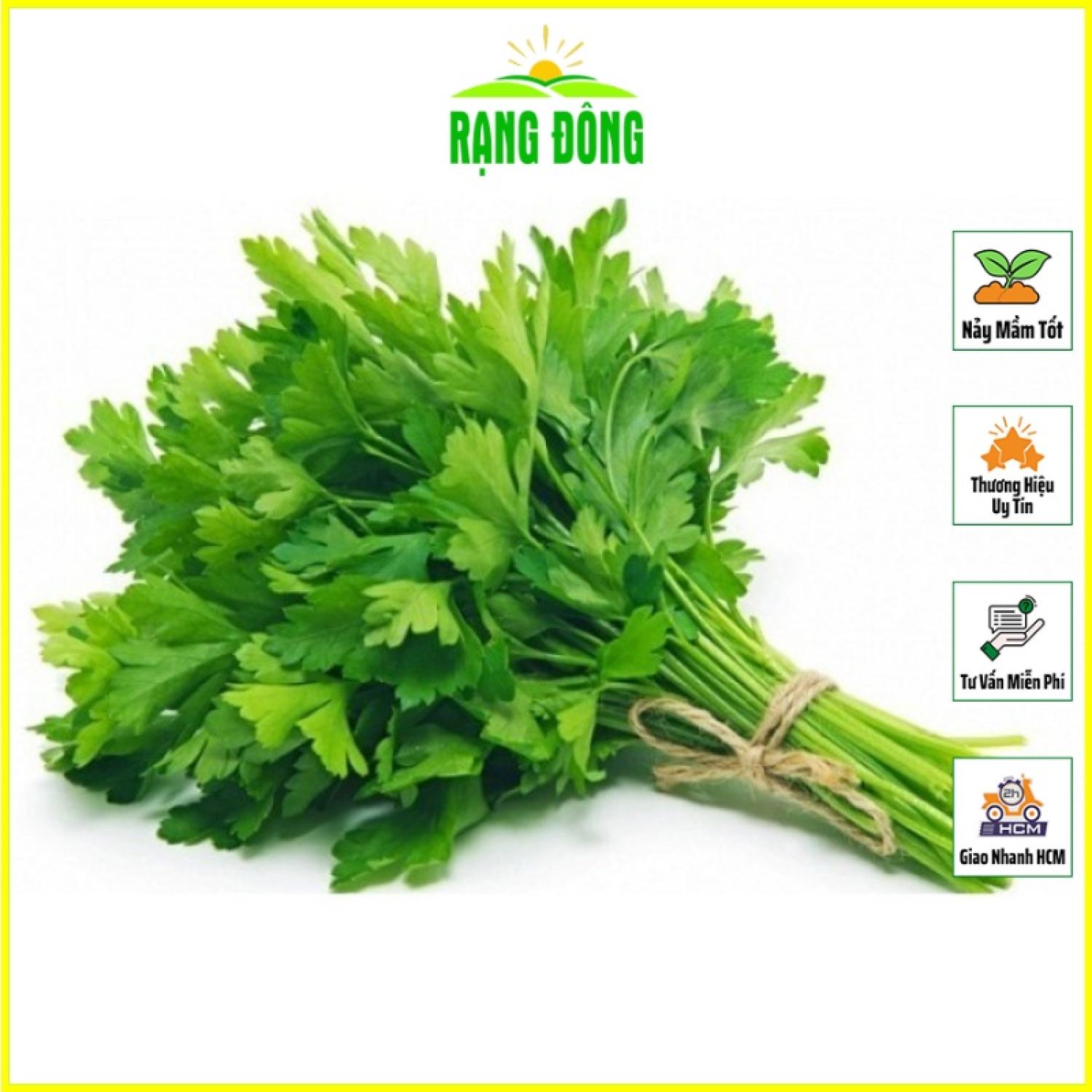 Hạt giống rau cần tây thera chịu nhiệt, sinh trưởng tốt - hạt giống rạng đông