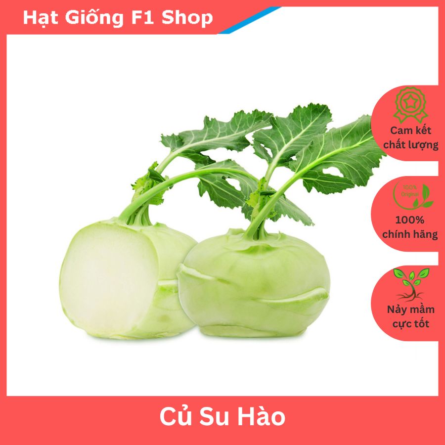 Hạt giống củ su hào năng suất cao
