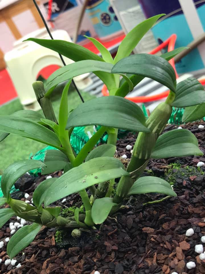 Giả Hạc Hoa Hồng Đỏ ( Red Rose )