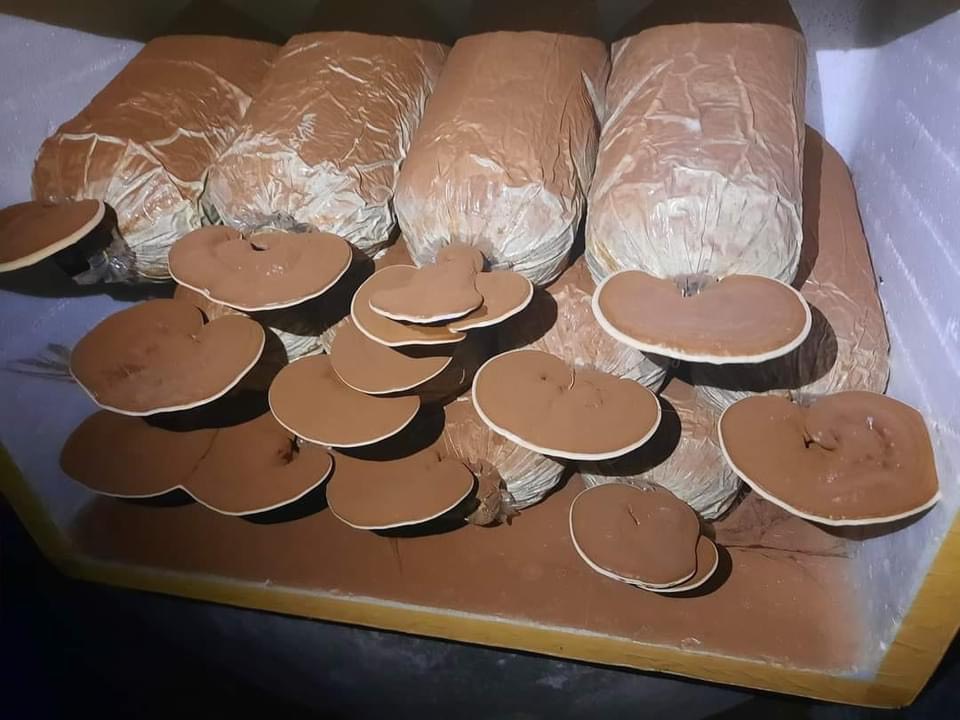 Phôi nấm linh chi đỏ - - nấm thành danh