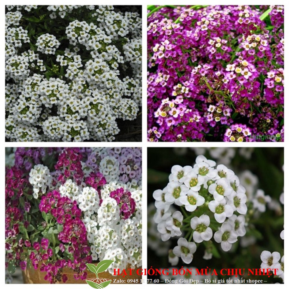 62A GÓI 50 Hạt Giống Hoa Ngàn Sao Đến Mùa Trồng Tết