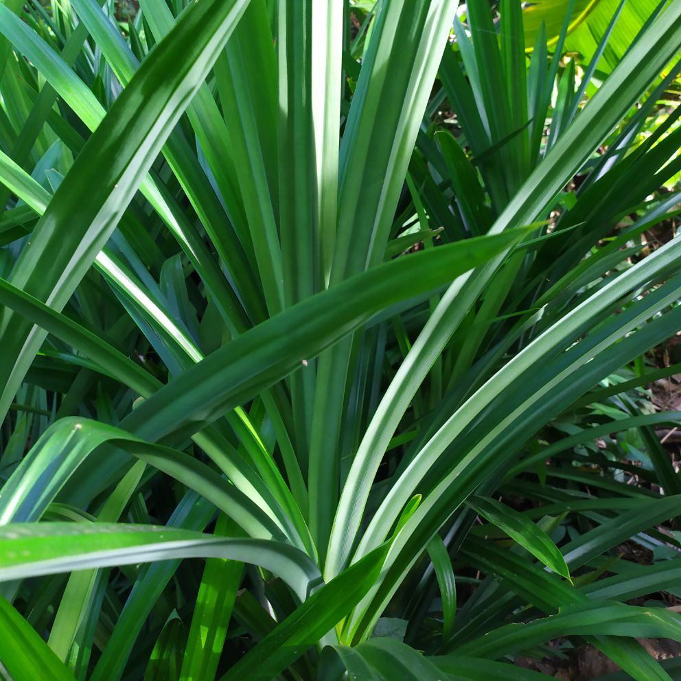 Cây Lá Dứa Thơm  4 cây