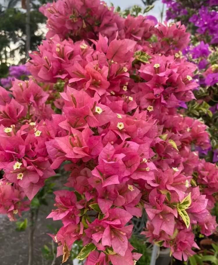 Hoa giấy mỹ siêu hoa