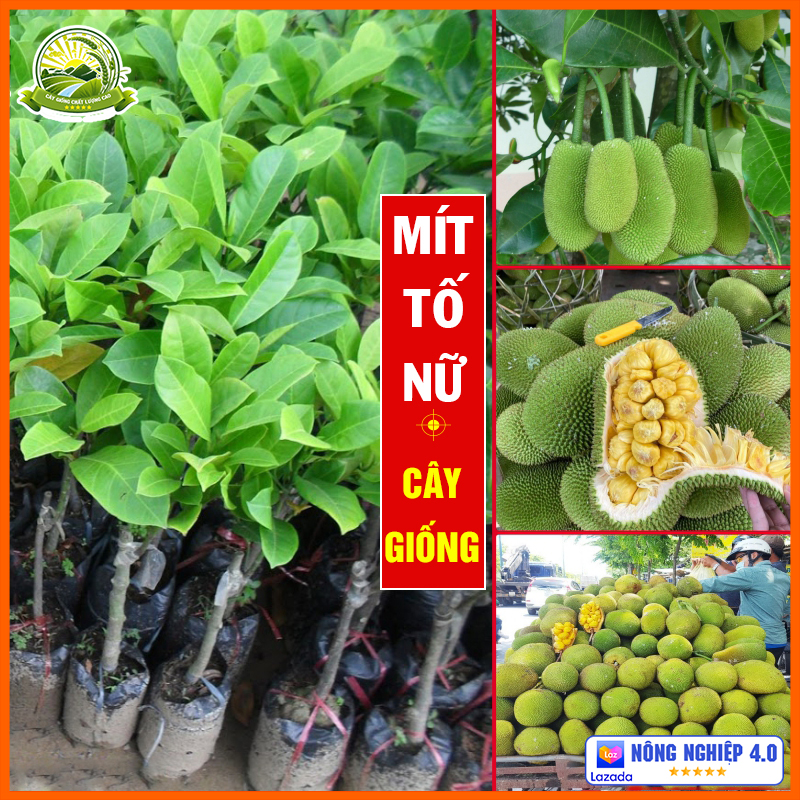 Cây mít tố nữ ghép mắt - cây chuẩn giống thân cao từ 60-70cm sống khỏe, sinh trưởng cực nhanh QD05