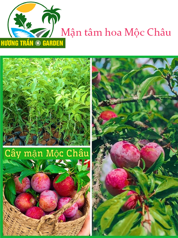 Cây mận giống tam hoa siêu trái chuẩn cây giống f1