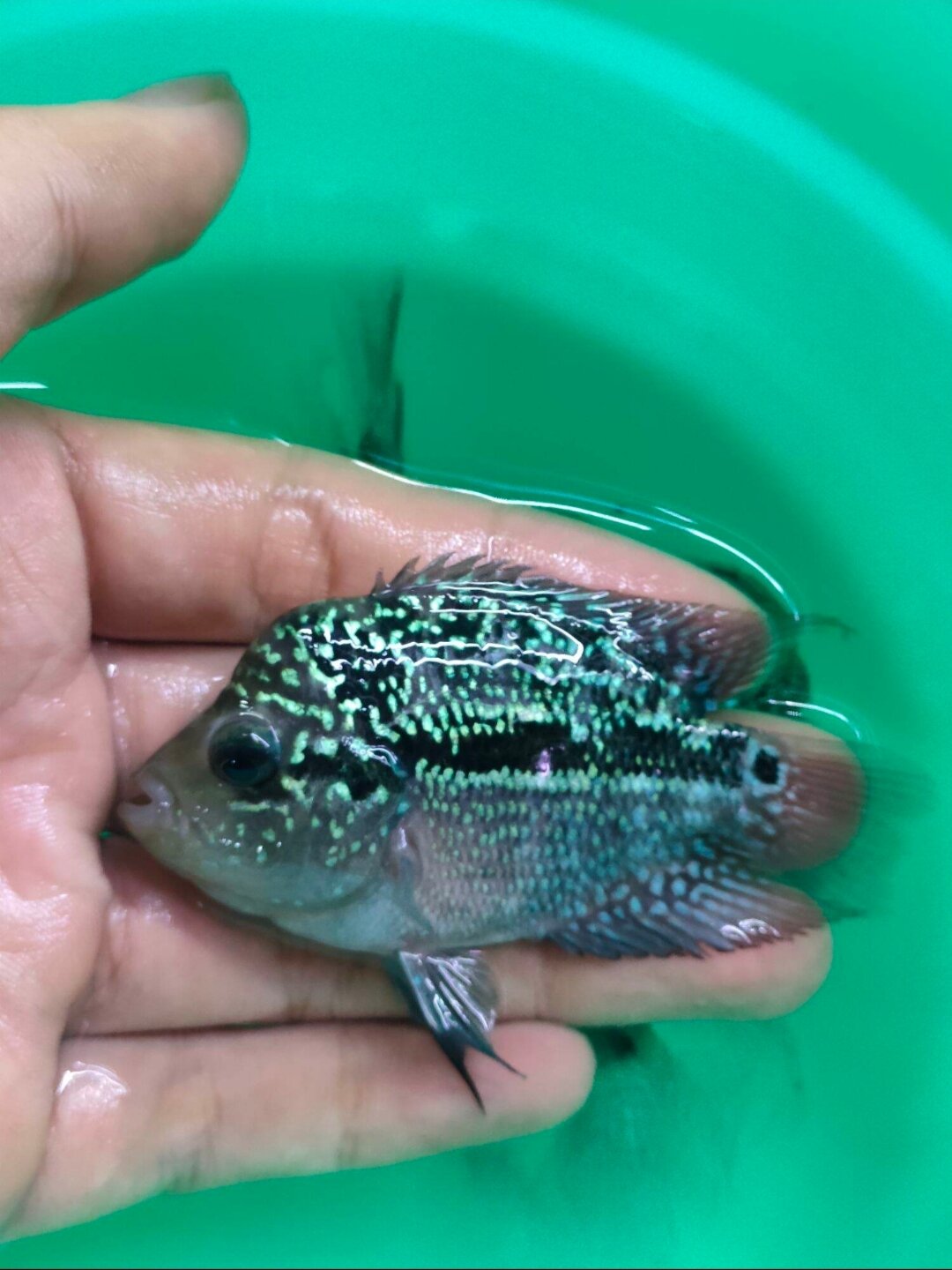 La hán size 2 ngón bao trống, bao lên đầu, dễ nuôi, nuôi không cần oxi... Được hoàn tiền khi cá chết do trong quá trình vận chuyển khi có video lúc kiểm tra hàng