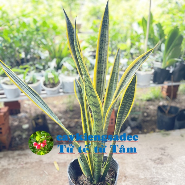 caykiengsadec - Cây Lưỡi hổ (cao) 1 thân + tặng phân bón cho cây mau lớn - hoa kiểng lá - trang trí nội thất cảnh quan sân vườn ngoài trời