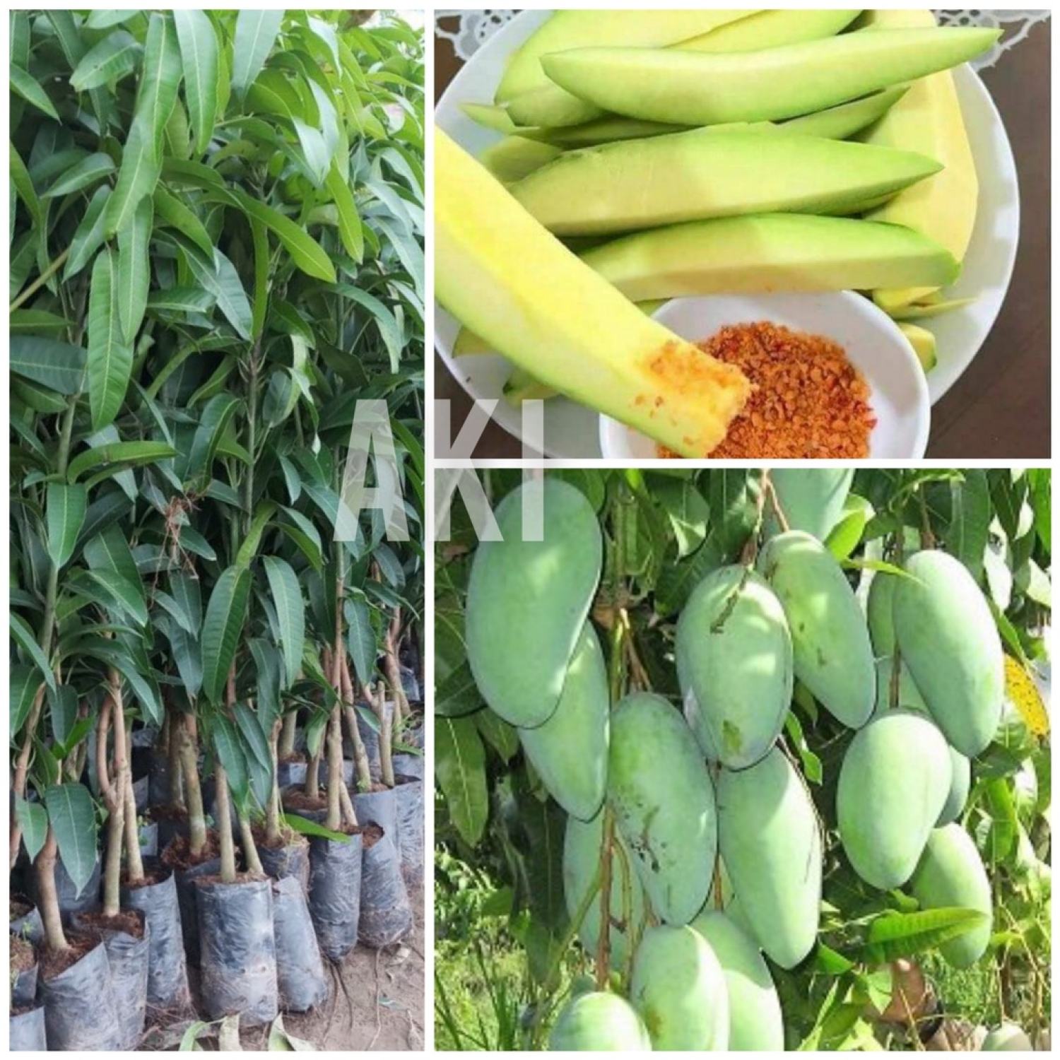 Cây giống Xoài Đài Loan 🌱Xoài Giống🌳Cây Giống cao 70cm, khỏe đẹp🌱🌳