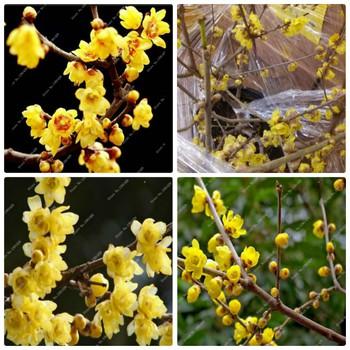 Hạt giống cây mai vàng nhật