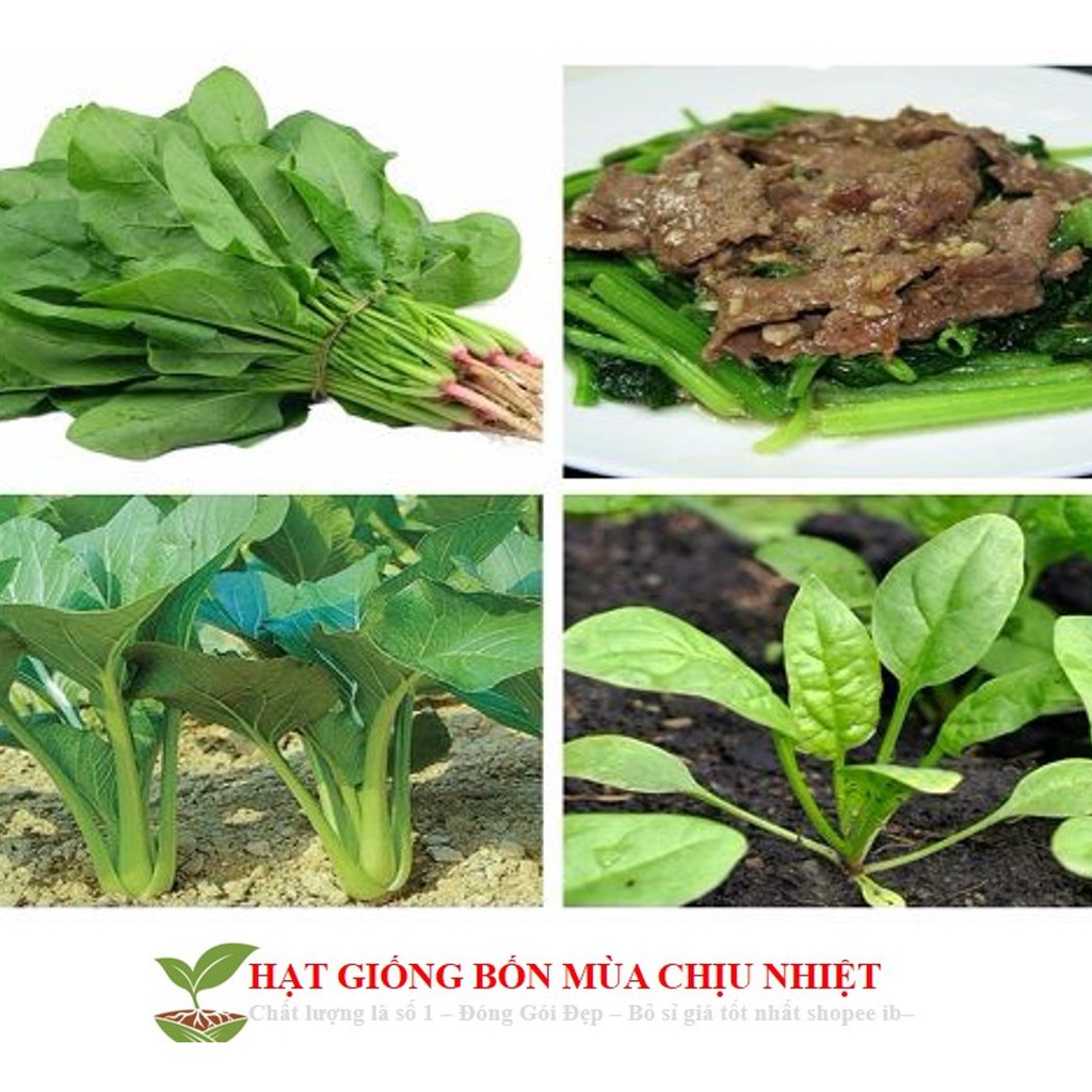 Hg29B 100 Hạt Giống Cải Bó Xôi 10G Hạt Giống Cải Bó Xôi - Chịu Nhiệt, Dễ Trồng (Spinacia Oleracea) Rau Chân Vịt
