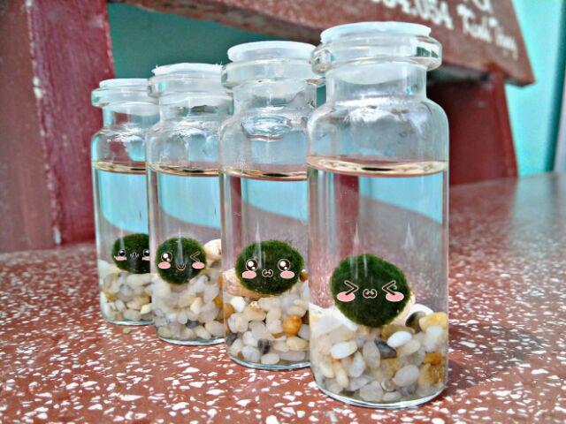 Combo 2 bé tảo cầu Marimo may mắn