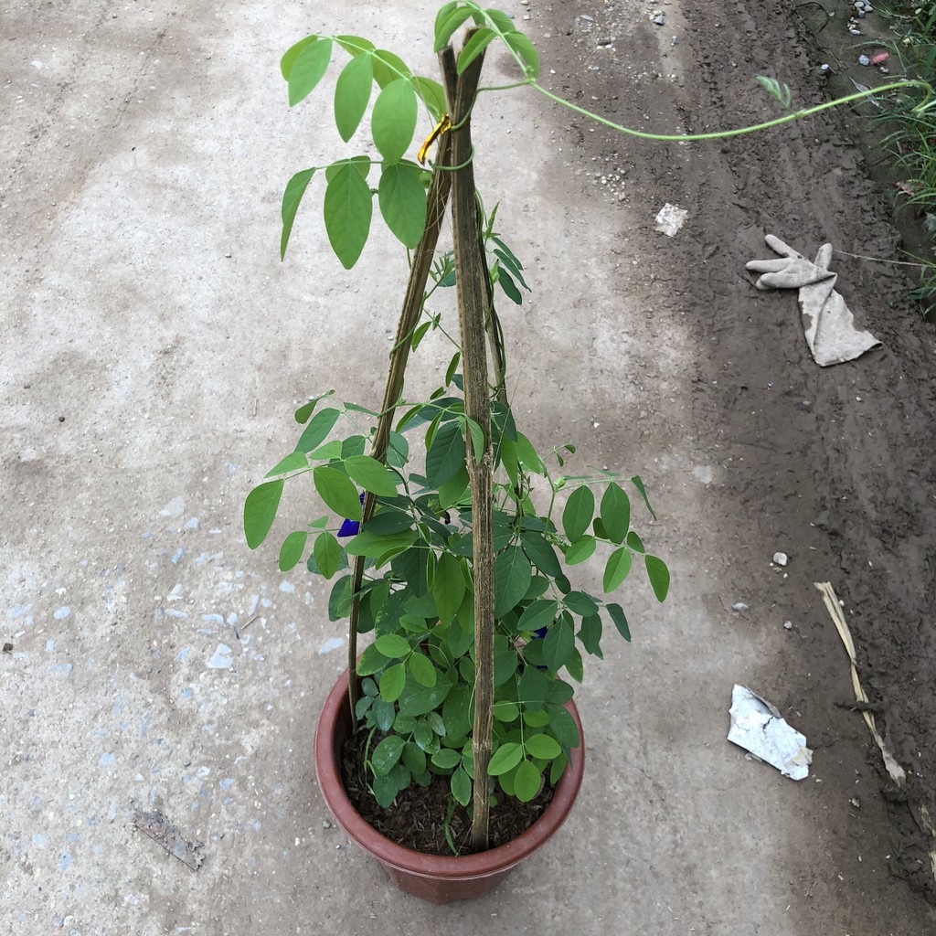 Cây đậu biếc size to trồng chậu E200, Chiều dài ngọn 40-45cm hoa nở rộ thân leo mạnh phủ giàn tốt sức sống mãnh liệt