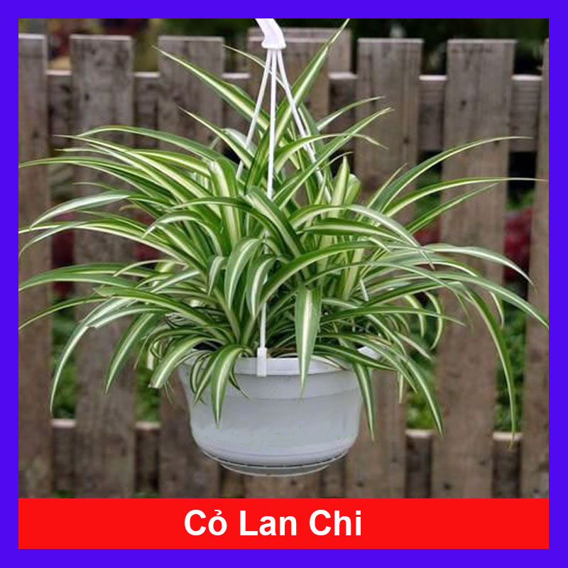 Cỏ Lan Chi - Cây cảnh mini