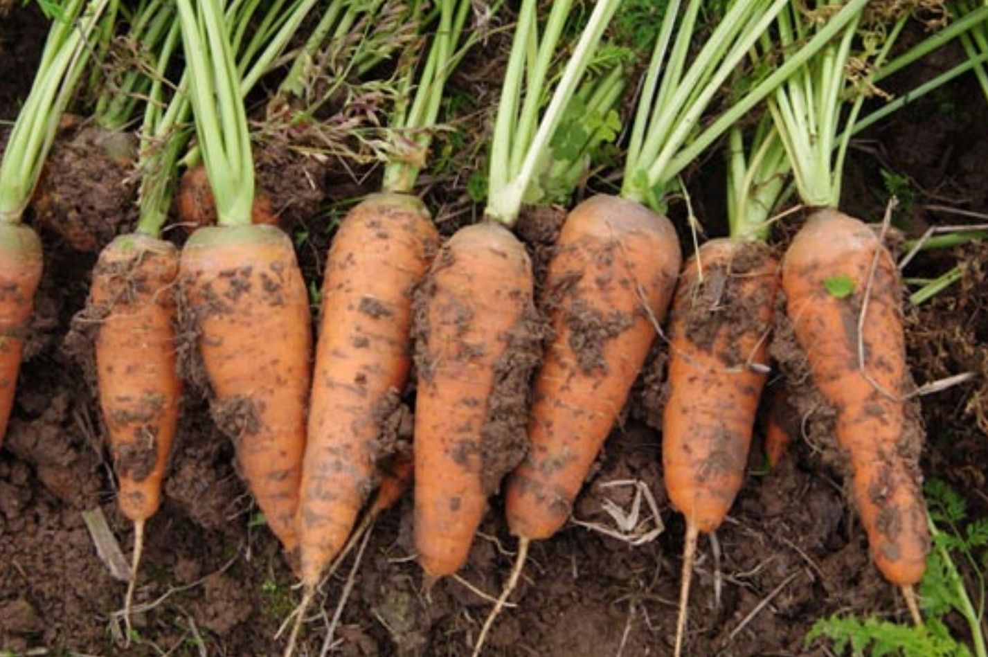 [HCM]Hạt giống Cà Rốt Shin Kuroda - 2gr