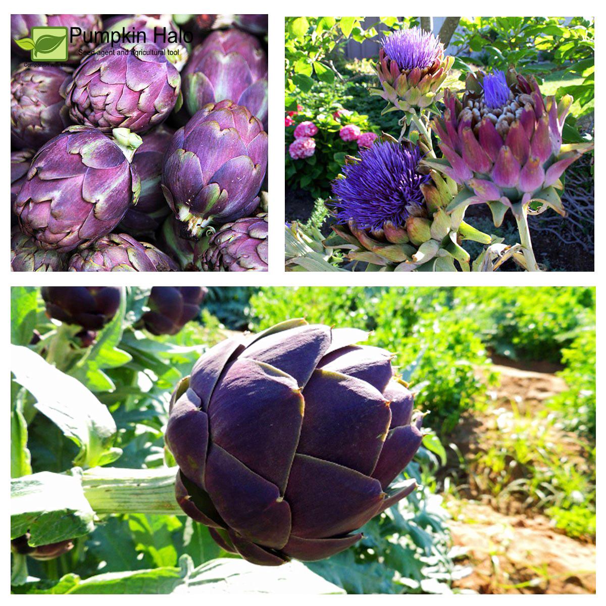 [HCM]Gói 5h Hạt Giống Atisô  - Globe purple (Cynara scolymus) .