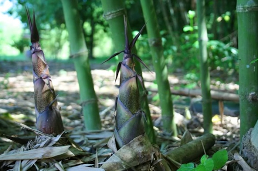 Cây giống măng bát độ sau 6 tháng cho thu hoạch đạt năng suất cao