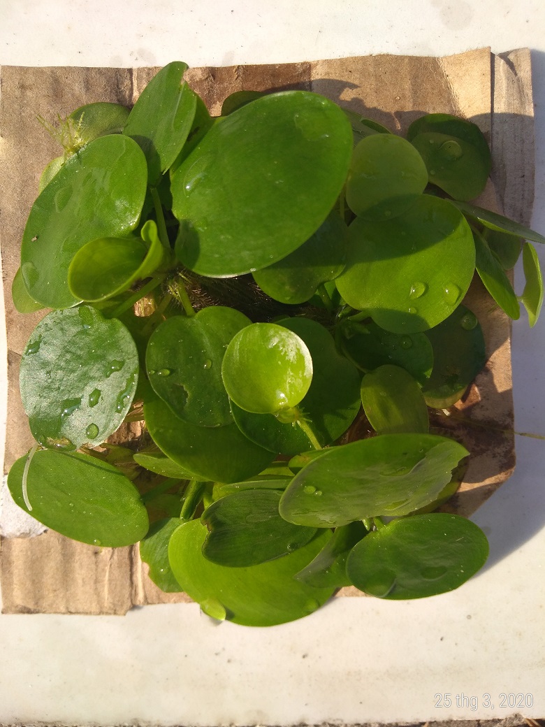 Bèo nhật - Cây thủy sinh (1 gói 10 đến 15 gốc)