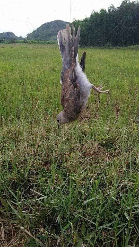 60’m lưới mắt 8p cao 6m 5 dây 4 túi bẫy các loại chim như: chào mào ,cu gáy ,cu đất ,cu ngói,cò ,vẹt ,sáo,rẽ que,rẽ giun ...lưới đã nhuộm đen tàng hình cước thái lan