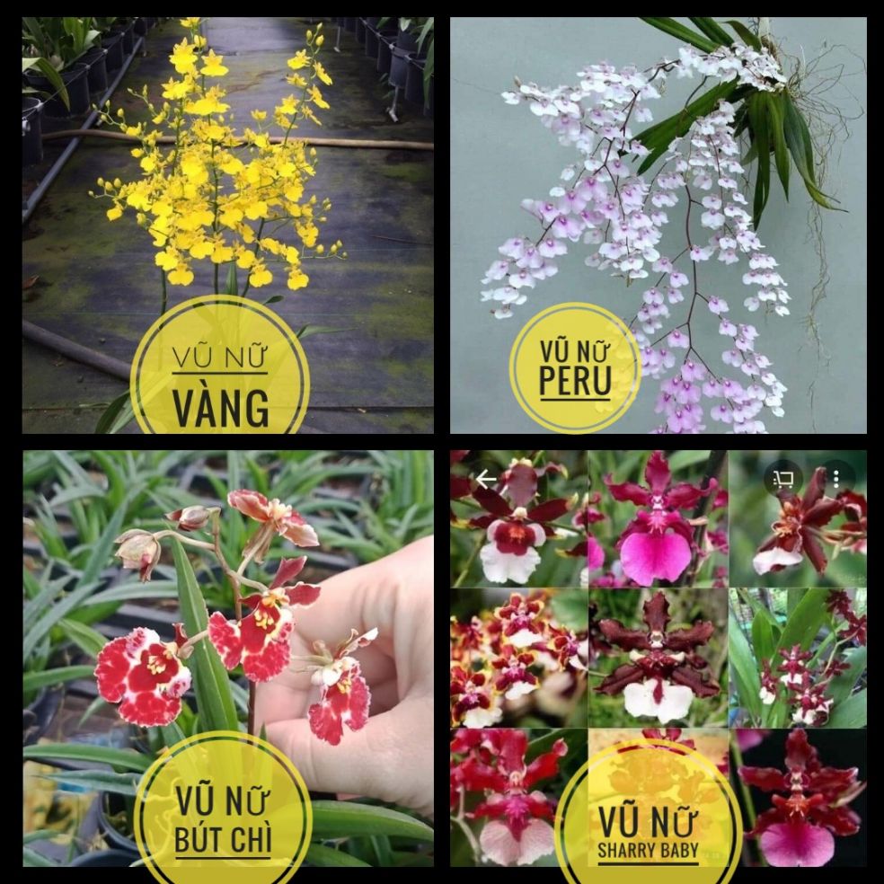 combo 4 loại lan vũ nữ giống