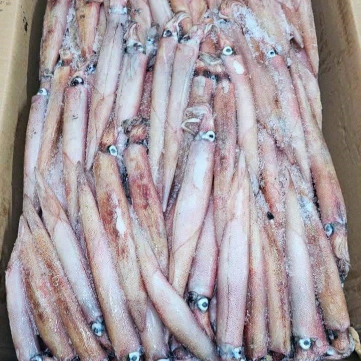 Mực gim 9-12a khay 500gr, hải sản siêu ngon, dinh dưỡng