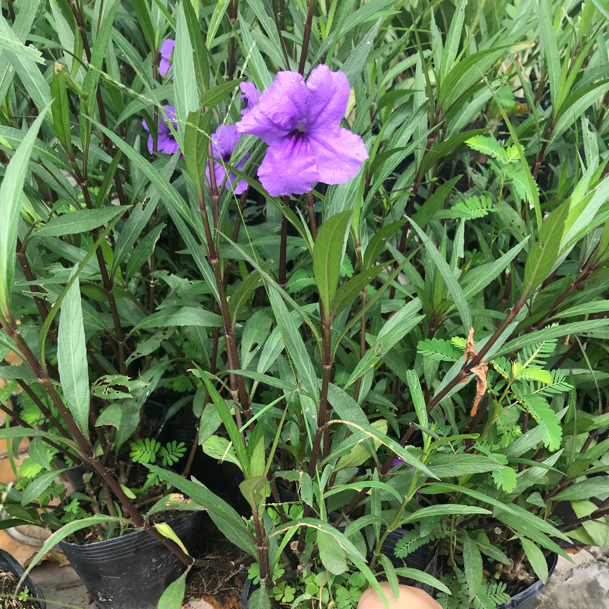 5 cây Chiều tím + tặng phân bón