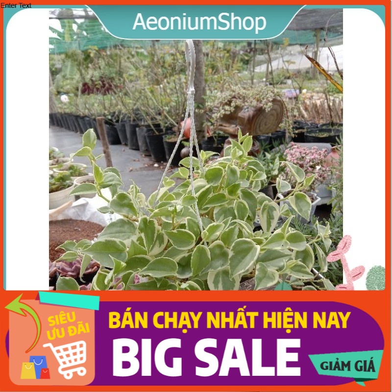 Cây Trầu Bà Càng Cua Cẩm Thạch - Peperomia Scandens Chậu Treo Kèm Móc