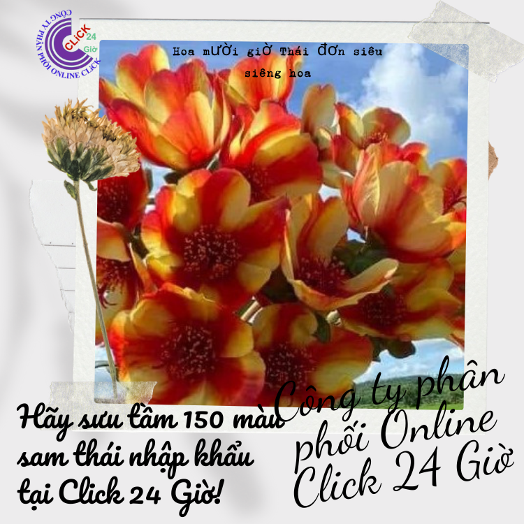 Cành giống hoa sam chuẩn sam thái nhập khẩu hoa to màu số 3 đẹp rực rỡ hoa mười giờ hoa mười giờ